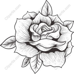 Elegant Black and White Rose