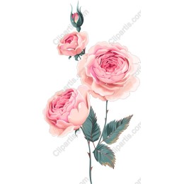 Elegant Pink Rose
