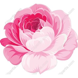 Elegant Pink Peony