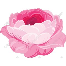 Radiant Pink Peony