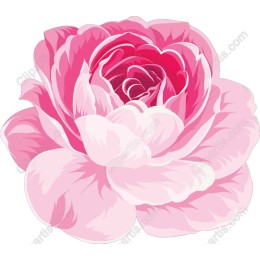 Exquisite Pink Rose