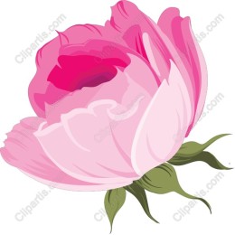 Elegant Pink Rose