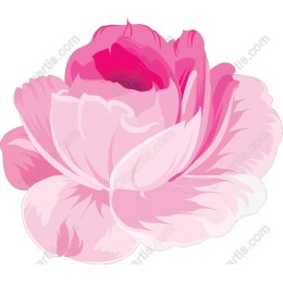 Elegant Pink Rose