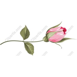 Elegant Pink Rose