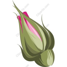 Vibrant Flower Bud