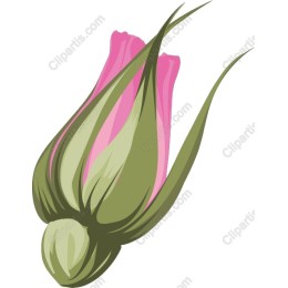 Elegant Flower Bud