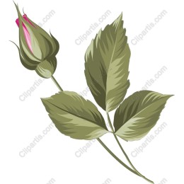 Elegant Rosebud