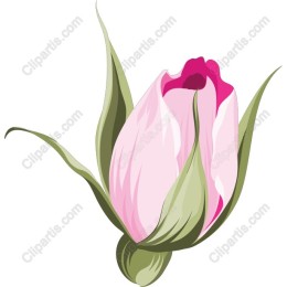 Delicate Pink Flower Bud