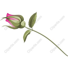 Elegant Pink Rosebud