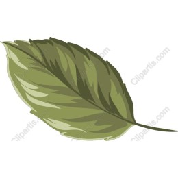 Vibrant Green Leaf