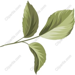 Premium Leaf