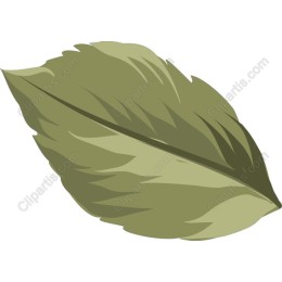 Premium Leaf