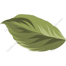 Elegant Green Leaf