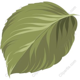 Vibrant Green Leaf