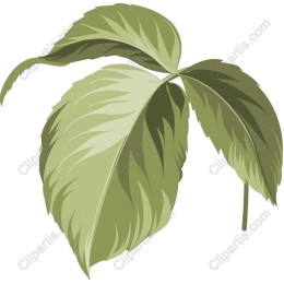 Lush Green Leaf