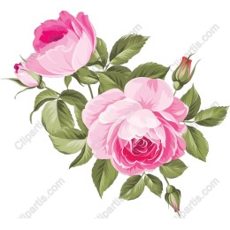 Pink Roses Floral