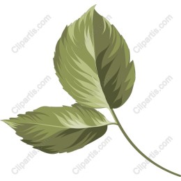 Lush Green Leaf