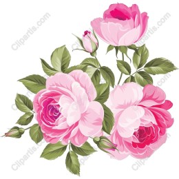 Elegant Pink Rose