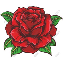 Red Rose in and