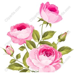 Elegant Pink Roses