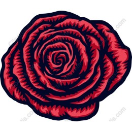 Elegant Red Rose