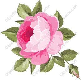 Peony Blossom