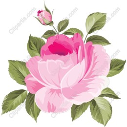 Elegant Pink Peony