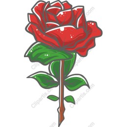 Vibrant Red Rose