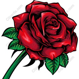 Vibrant Red Rose