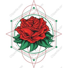 Elegant Rose