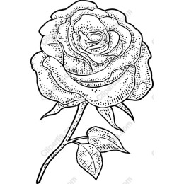 Elegant Line Art Rose
