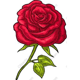 Red Rose