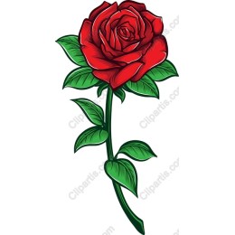 Elegant Red Rose