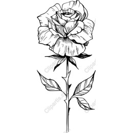 Hand-Drawn Rose
