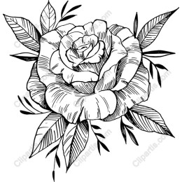 Hand-Drawn Black and White Rose