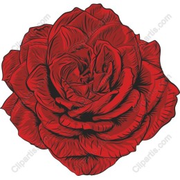 Exquisite Red Rose