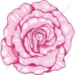 Pink Rose