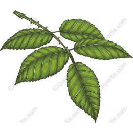 Vibrant Green Leaf Branch