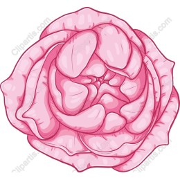 Pink Rose