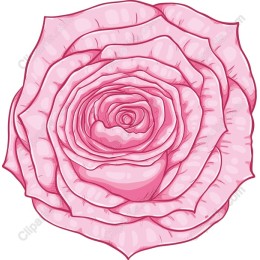 Elegant Pink Rose