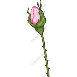 Pink Rosebud