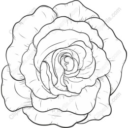 Elegant Rose