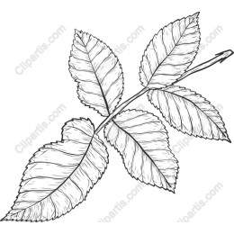 Elegant Rose Leaf