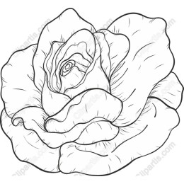 Elegant Line Art Rose Drawing