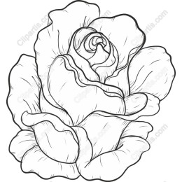 Elegant Rose Sketch
