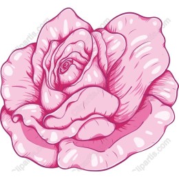 Elegant Pink Rose