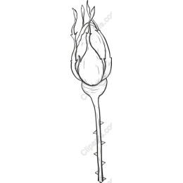 Elegant Rosebud Sketch