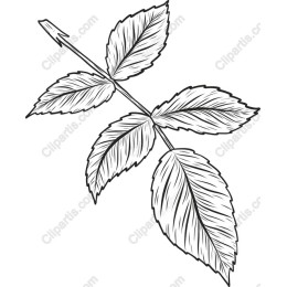Elegant Rose Leaf