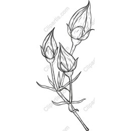 Delicate Floral Buds