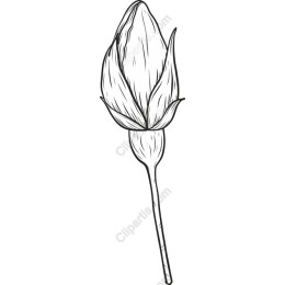 Elegant Flower Bud